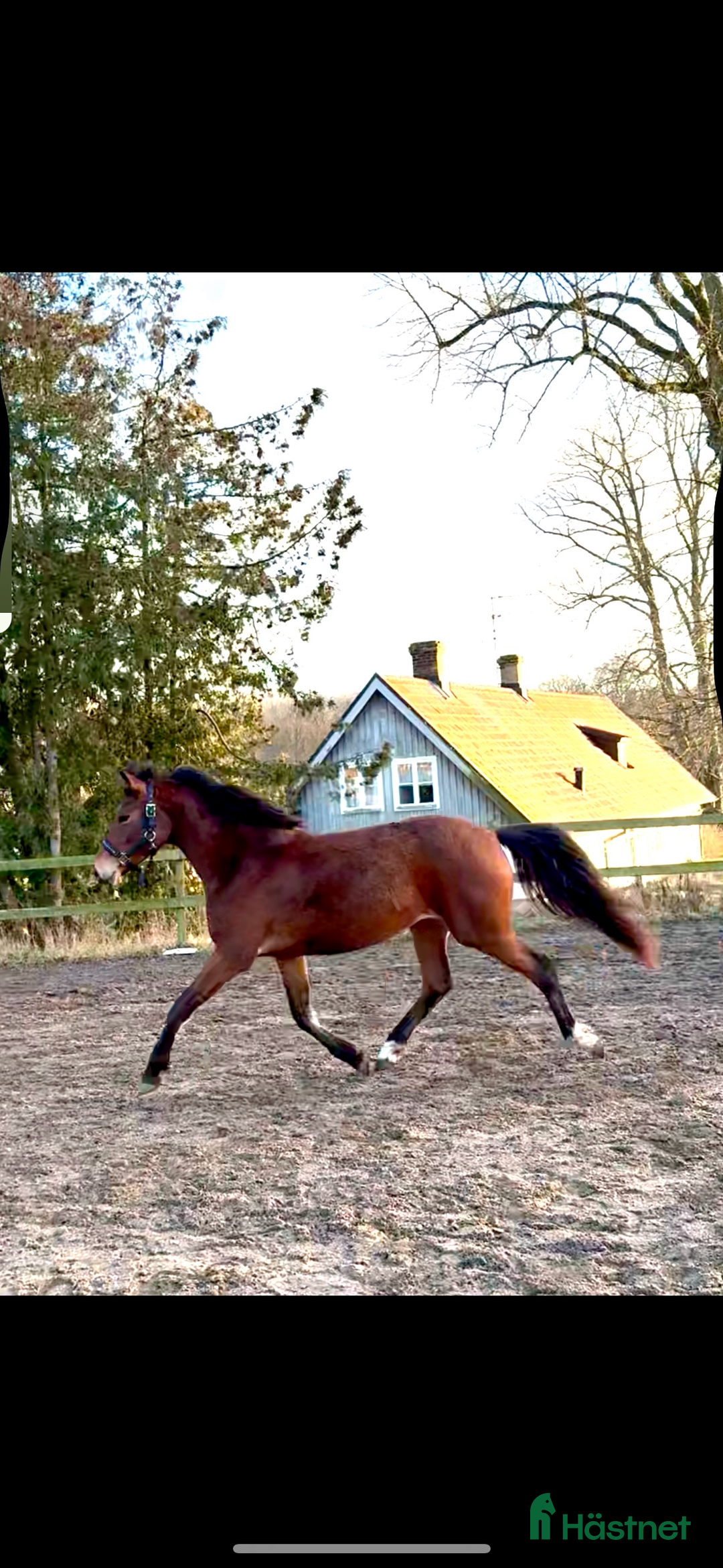 Allround hästar till salu: Jättetrevligt och vackert ungsto i Sjöbo - Annons 1