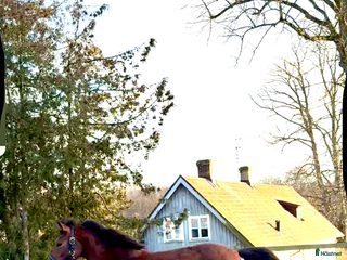 hästar Jättetrevligt och vackert ungsto i Sjöbo - Annons 16