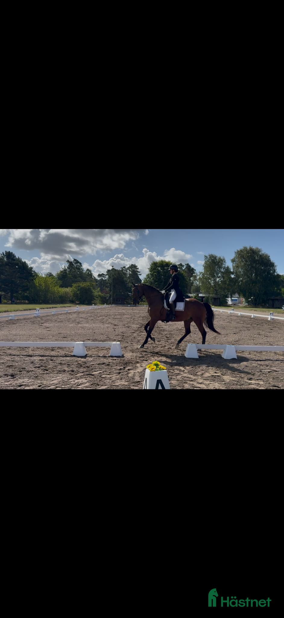  hästjobb Samarbete sökes - Annons 16