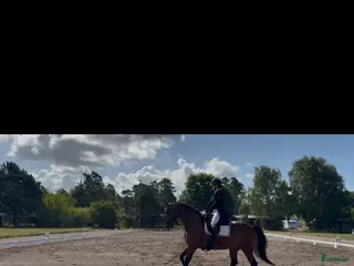 hästjobb Samarbete sökes - Annons 16