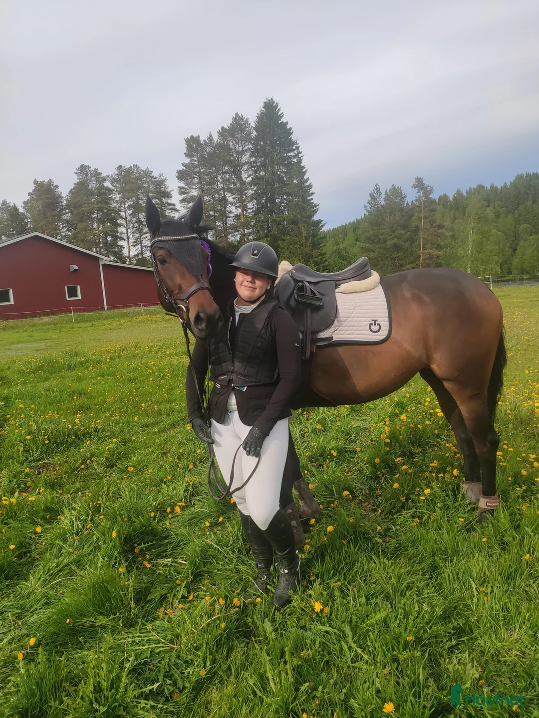 Allround hästar till salu:  Sansa (swb) - Annons 1