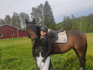 hästar Sansa (swb) - Annons 1