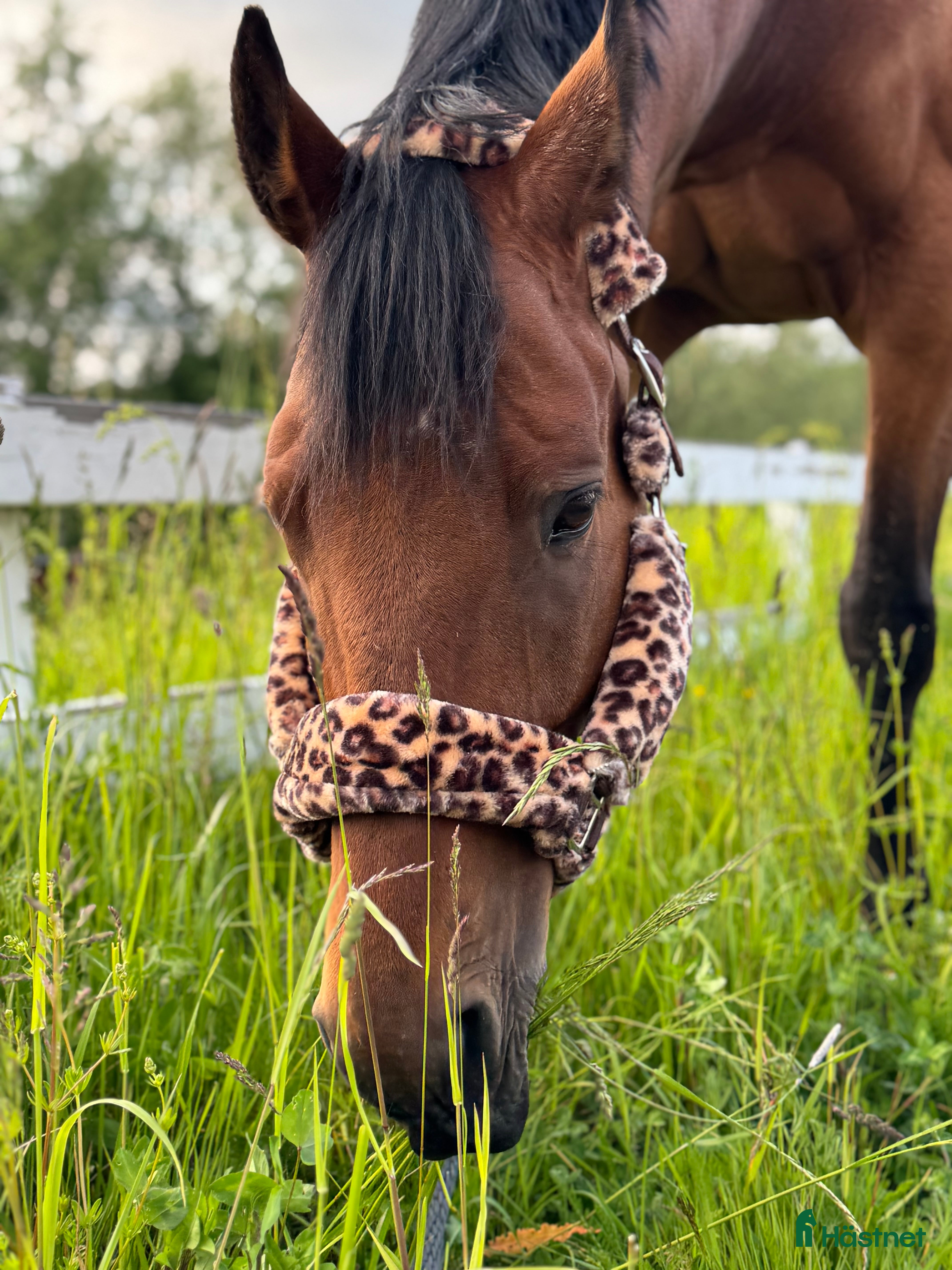  hästar ✨Vacker och positiv fullblodsvalack säljes✨ i Söderbärke - Annons 5
