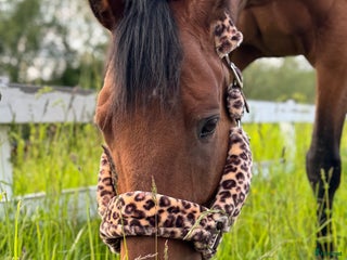 hästar ✨Vacker och positiv fullblodsvalack säljes✨ i Söderbärke - Annons 12
