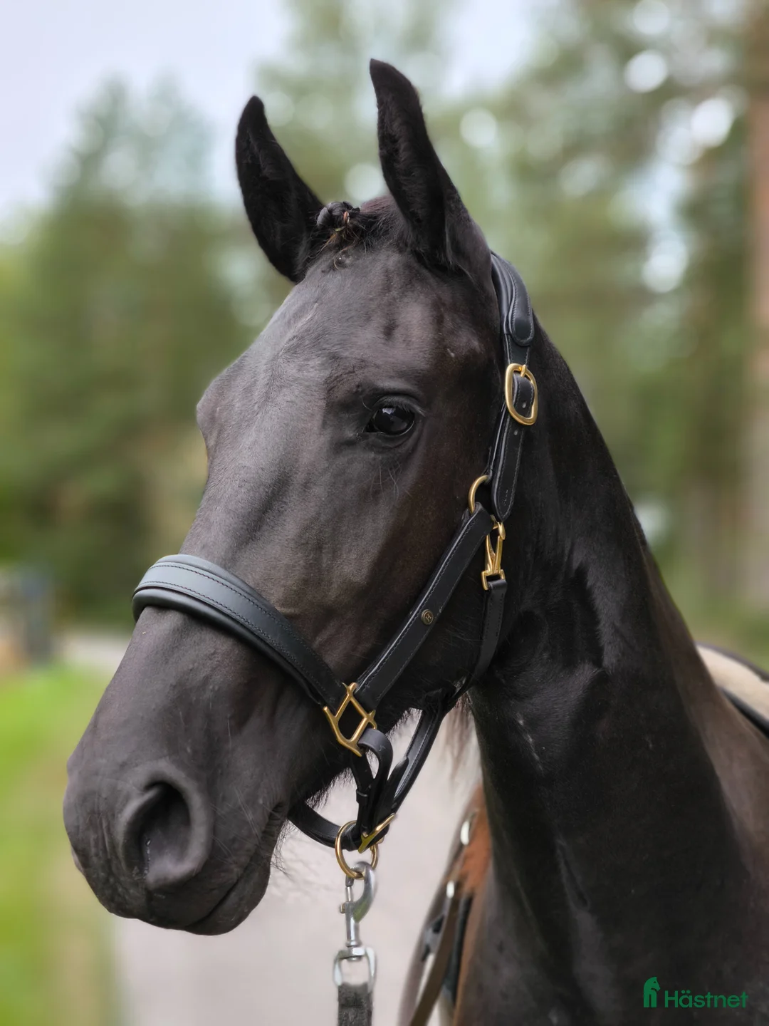 Working Equitation hästar till salu: Söker 2 stycken halvfodervärdar - Annons 1