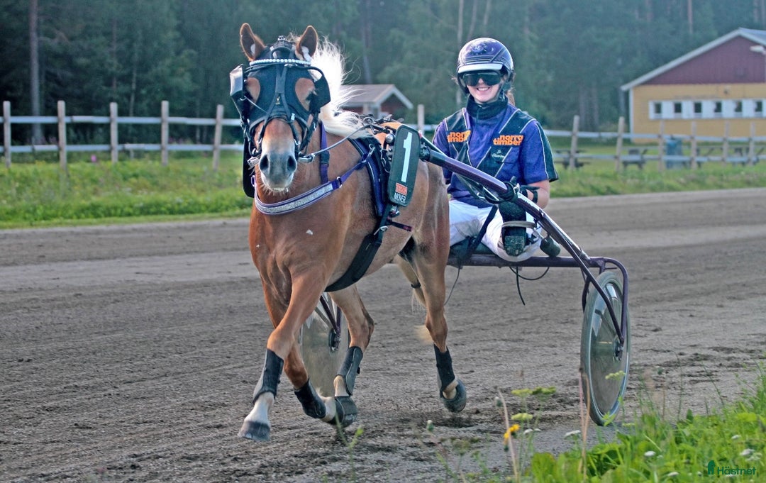 Allround hästar till salu: Sagosto tillsalu i Trångsviken - Annons 2