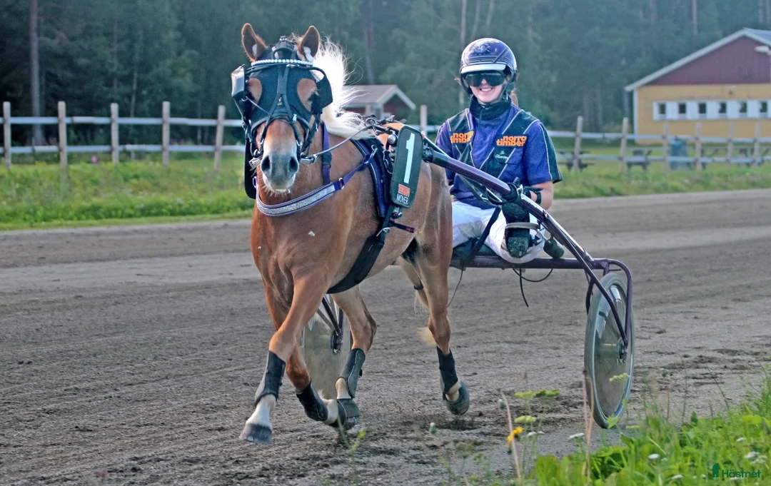 Allround hästar till salu: Sagosto tillsalu - Annons 2