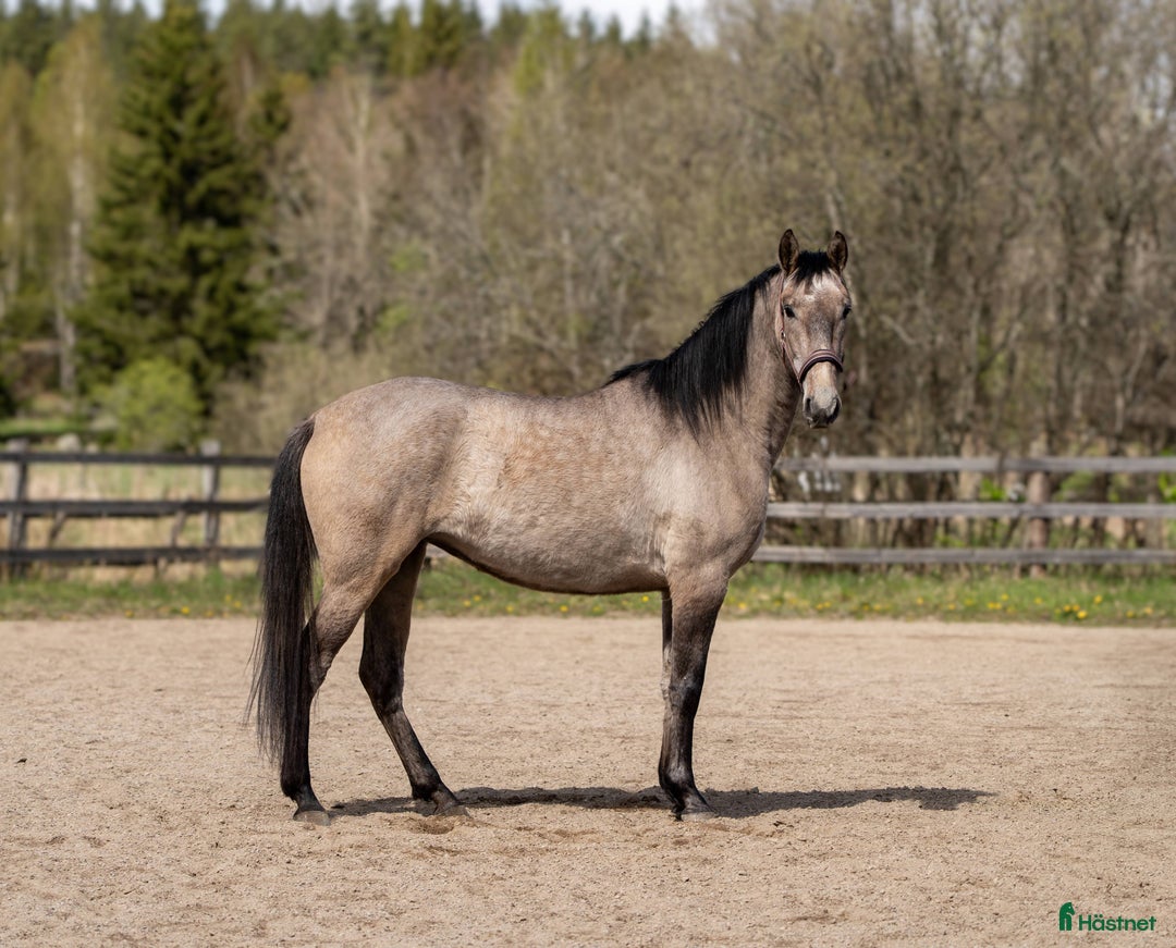 Working Equitation hästar till salu: Lovande 3-årigt sto med fantastiskt temperament i Uppsala - Annons 6