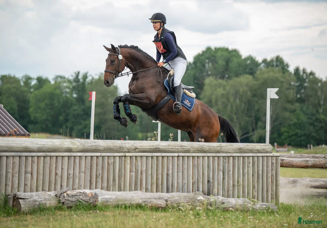Avelshästar hästar till salu: Sto född 2017 säljes till avel/lättare ridning - Annons 1