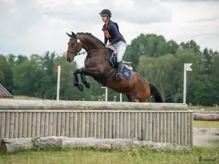 hästar Sto född 2017 säljes till avel/lättare ridning - Annons 17