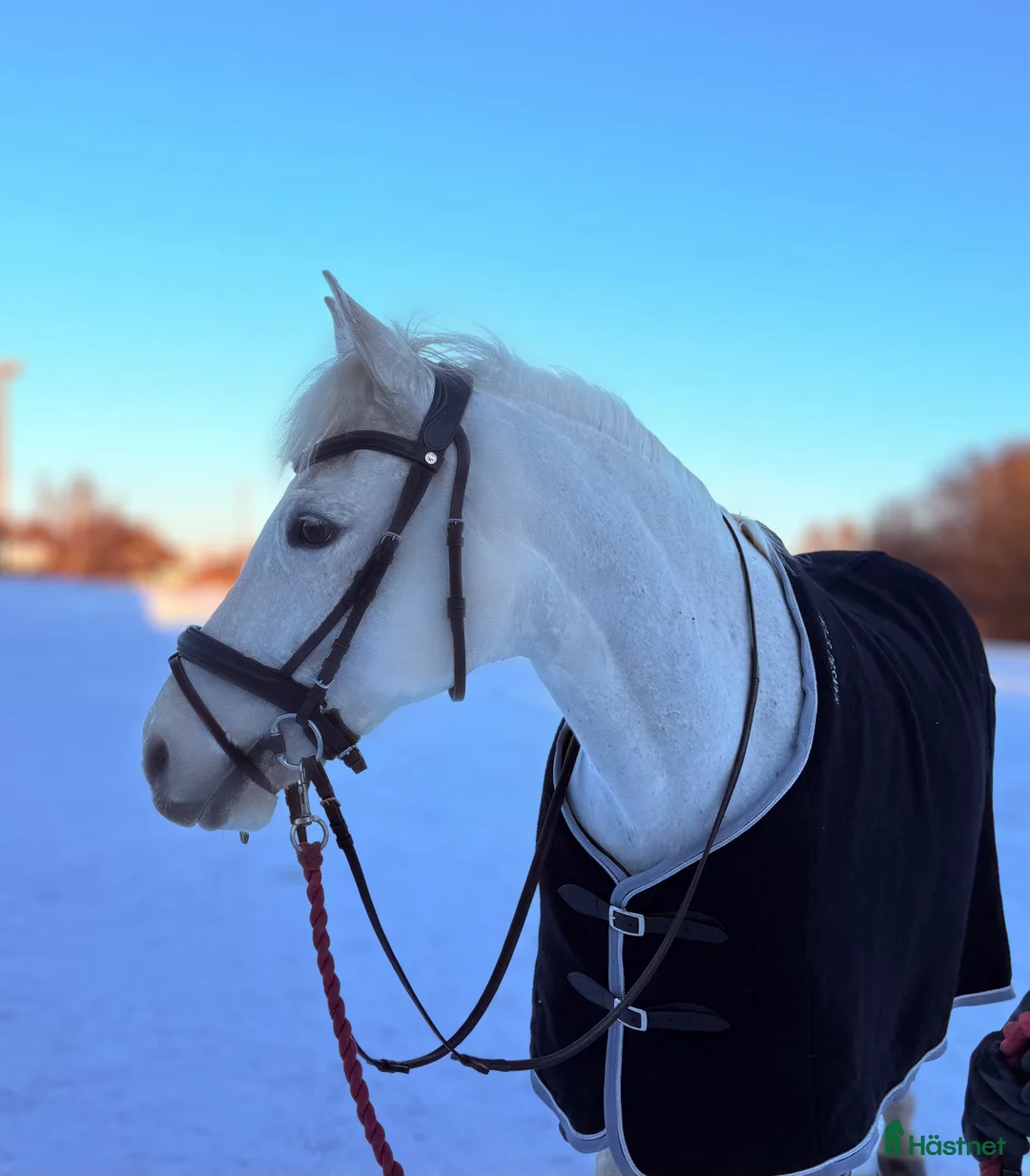 Allround hästar till salu: D- ponny med storhäst känsla till salu‼️ - Annons 1