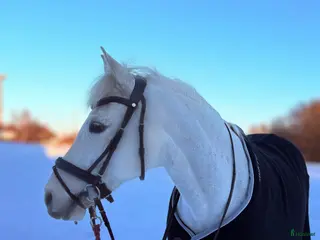 hästar D- ponny med storhäst känsla till salu‼️ - Annons 13
