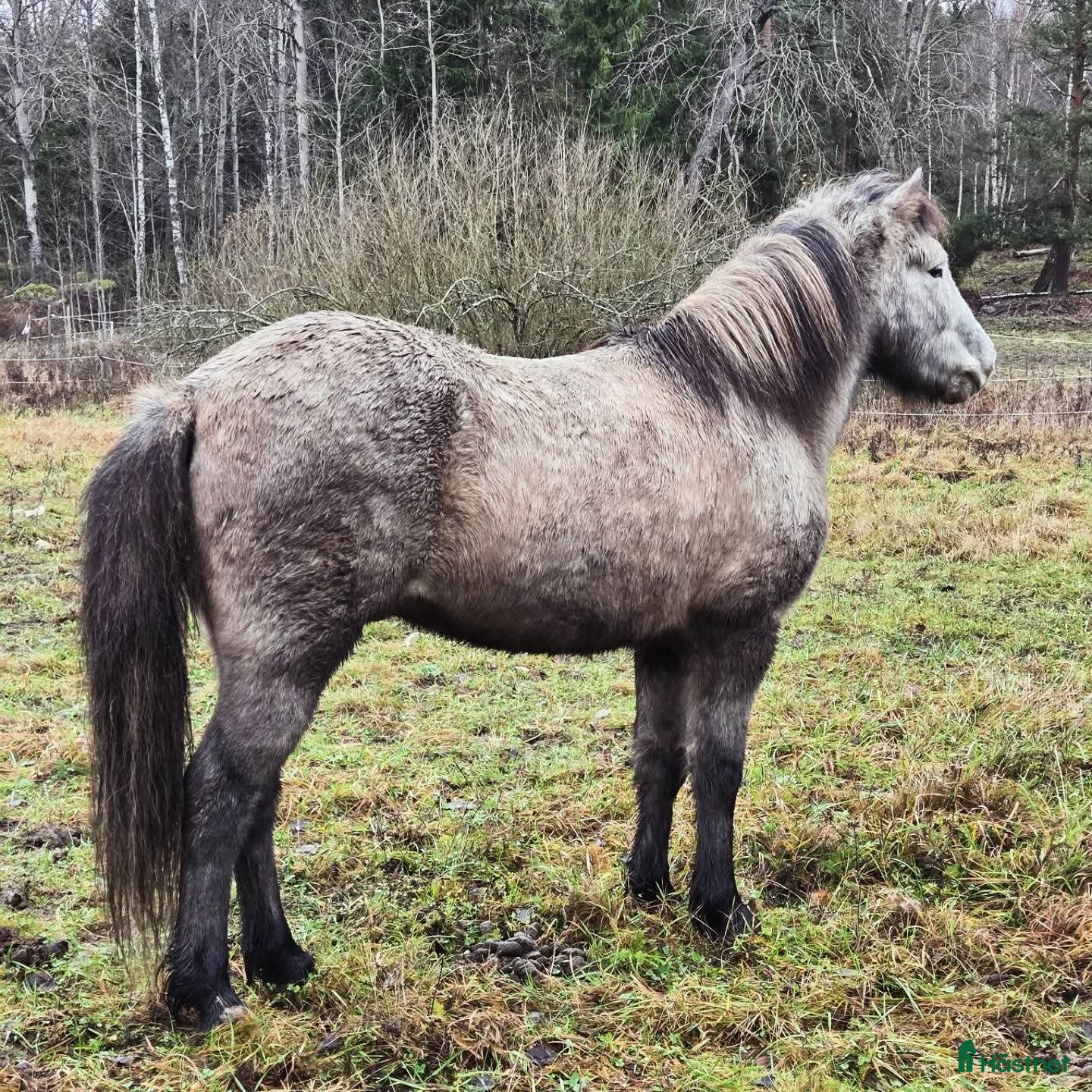  hästar Valack 2019 - Annons 1