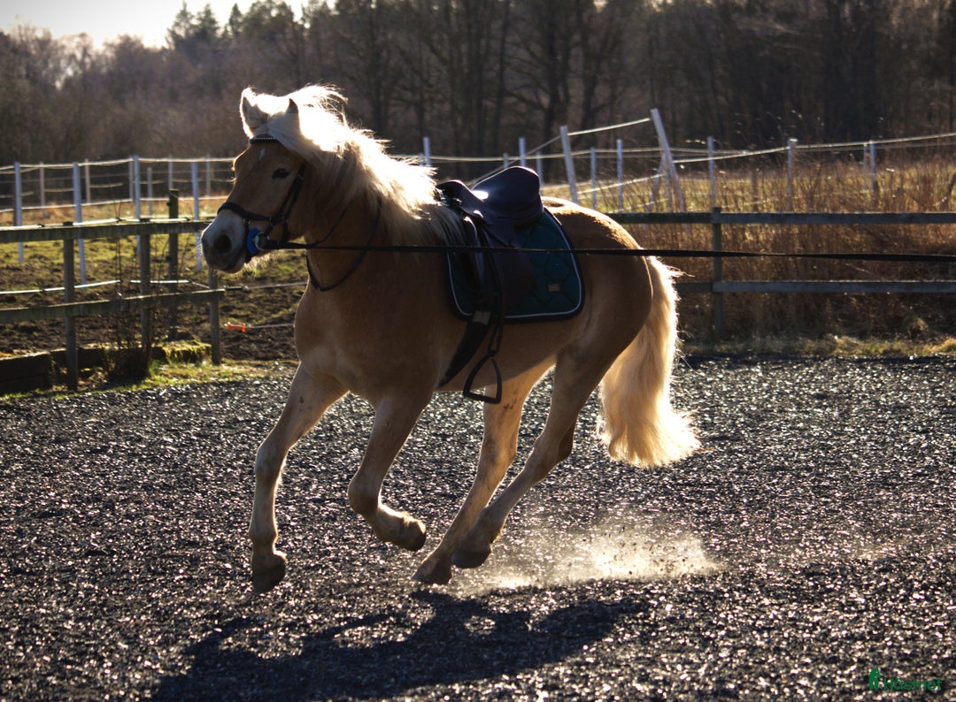 Allround hästar till salu: Haflingervalack med stor potenial! i Åled - Annons 7