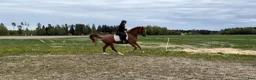 Dressyr hästar till salu: Flott 5 års hoppe selges - Annons 3