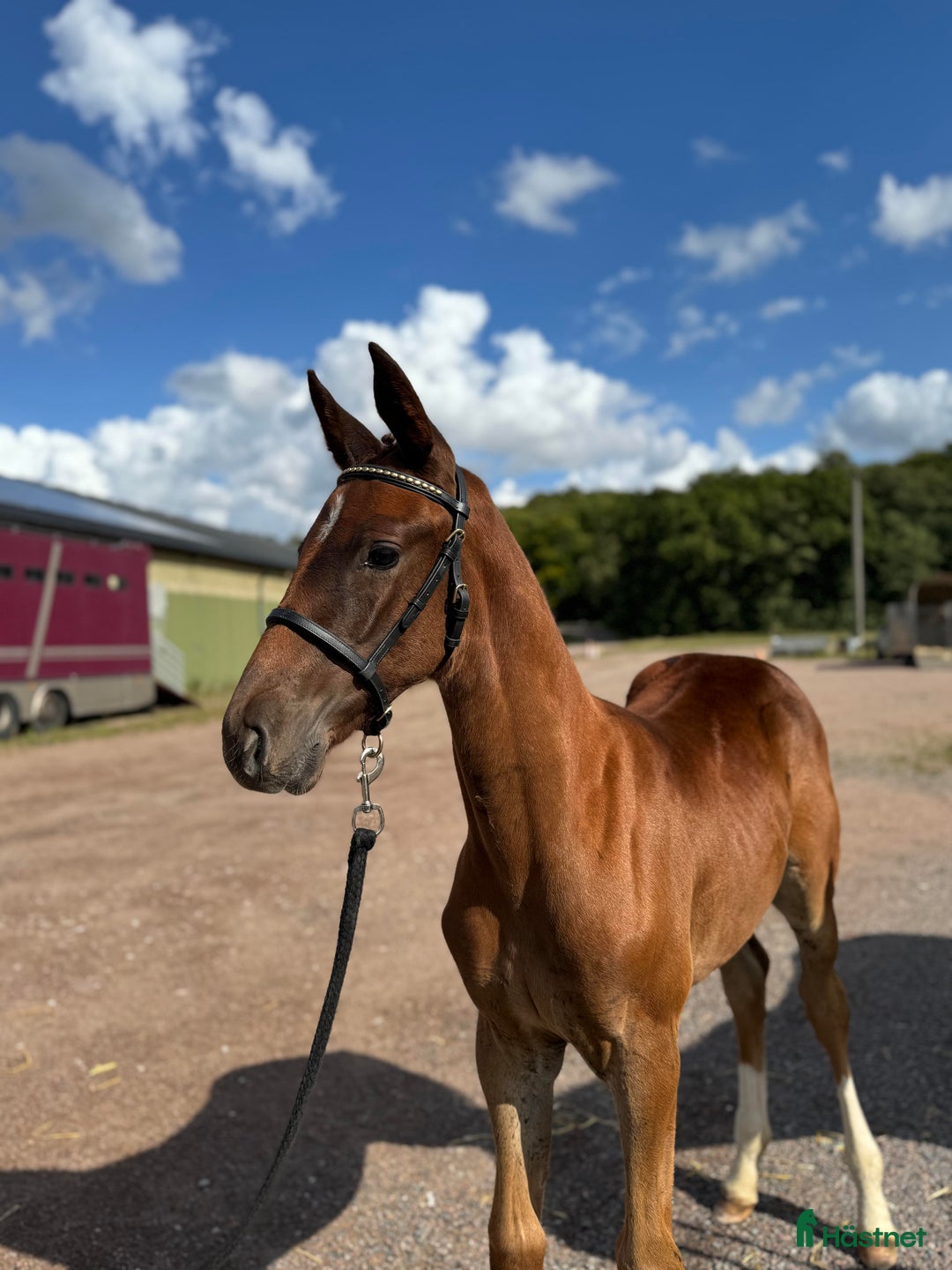 Hoppning hästar till salu: Sveriges högst bedömda hoppföl! i Hörby - Annons 3