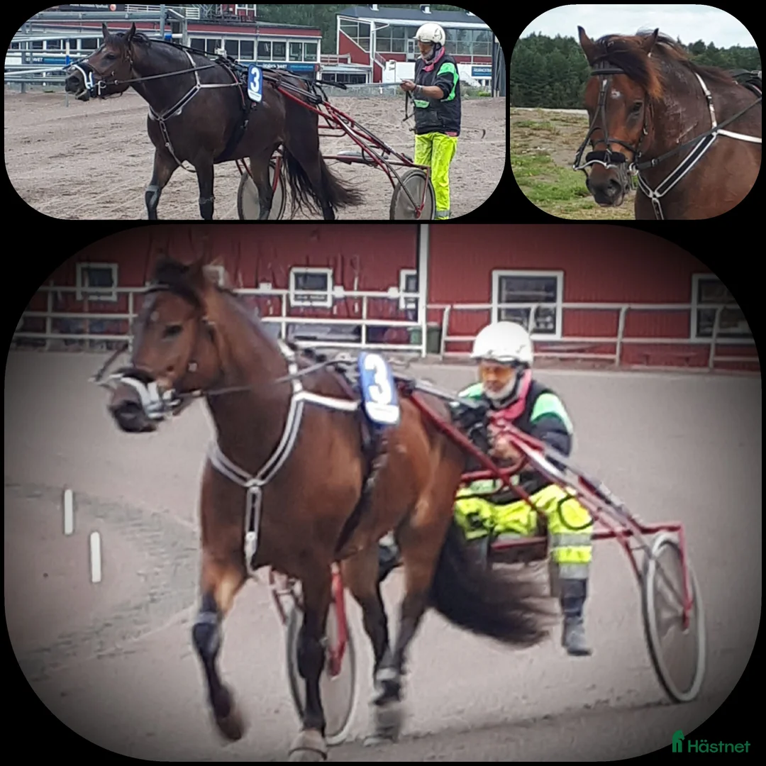 Allround hästar till salu: Super rolig snygg kallblodstravare    - Annons 4