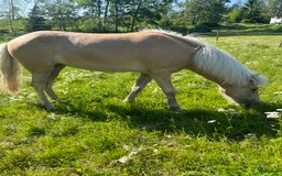 Island hästar till salu: Sockersöt sto i Näshulta - Annons 2