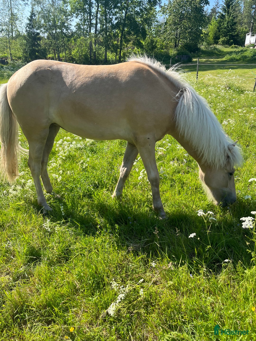 Island hästar till salu: Sockersöt sto i Näshulta - Annons 2