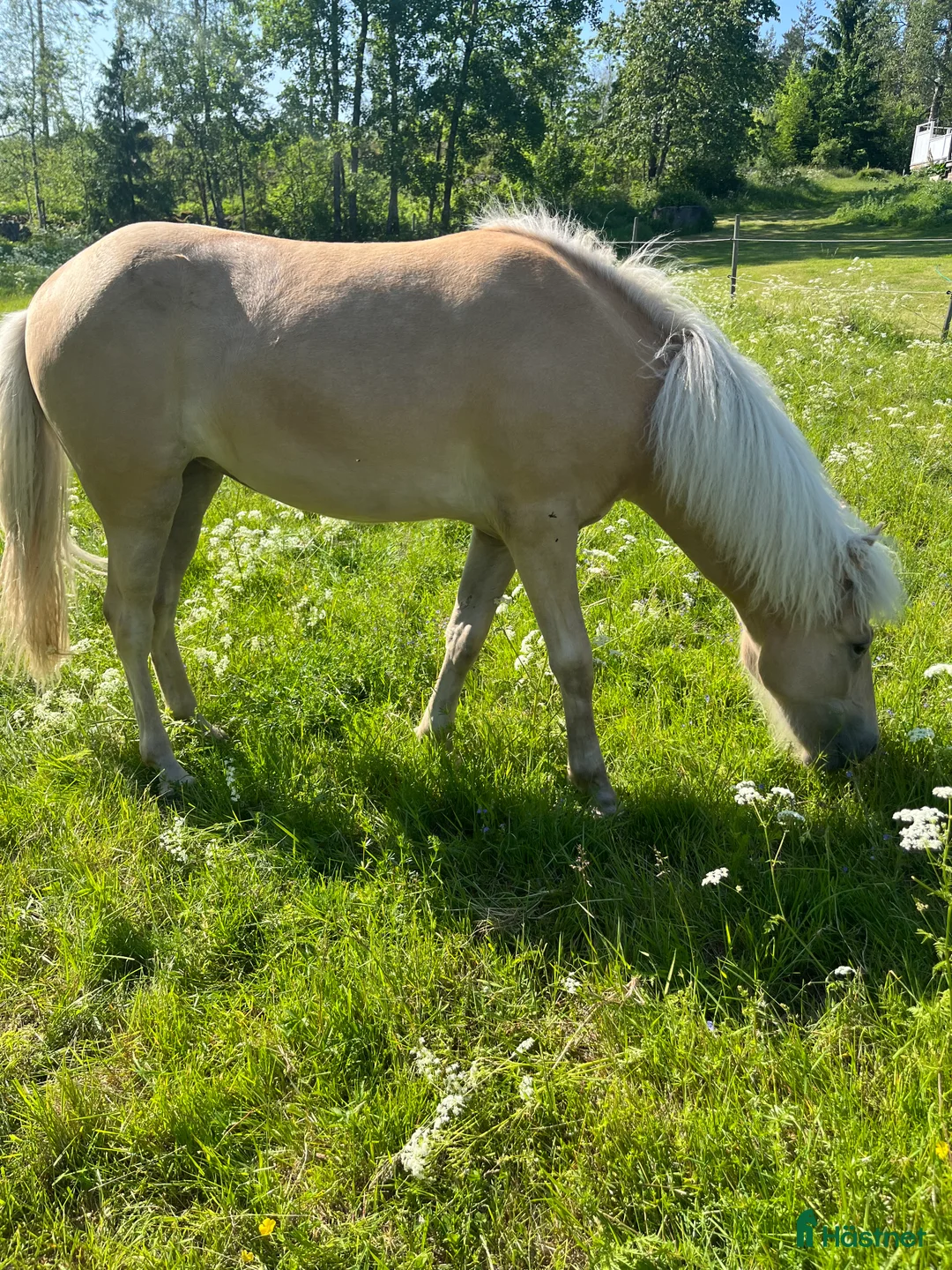 Island hästar till salu: Sockersöt sto i Näshulta - Annons 2