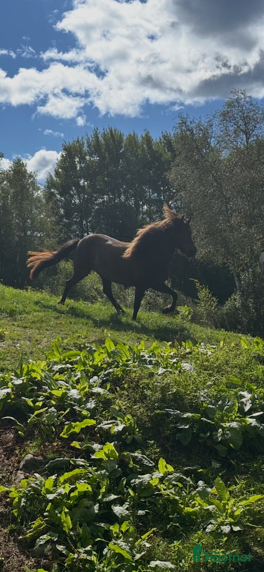  hästar Vackert sto - Annons 1