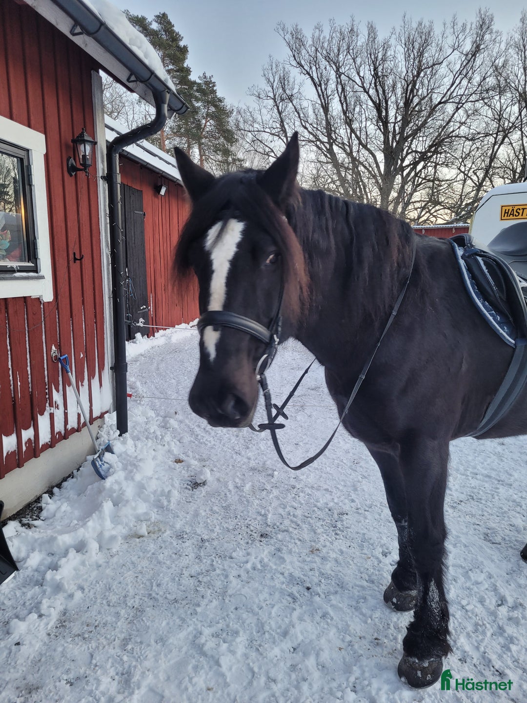 Allround hästar till salu: Världens finaste Stig i Tungelsta - Annons 5