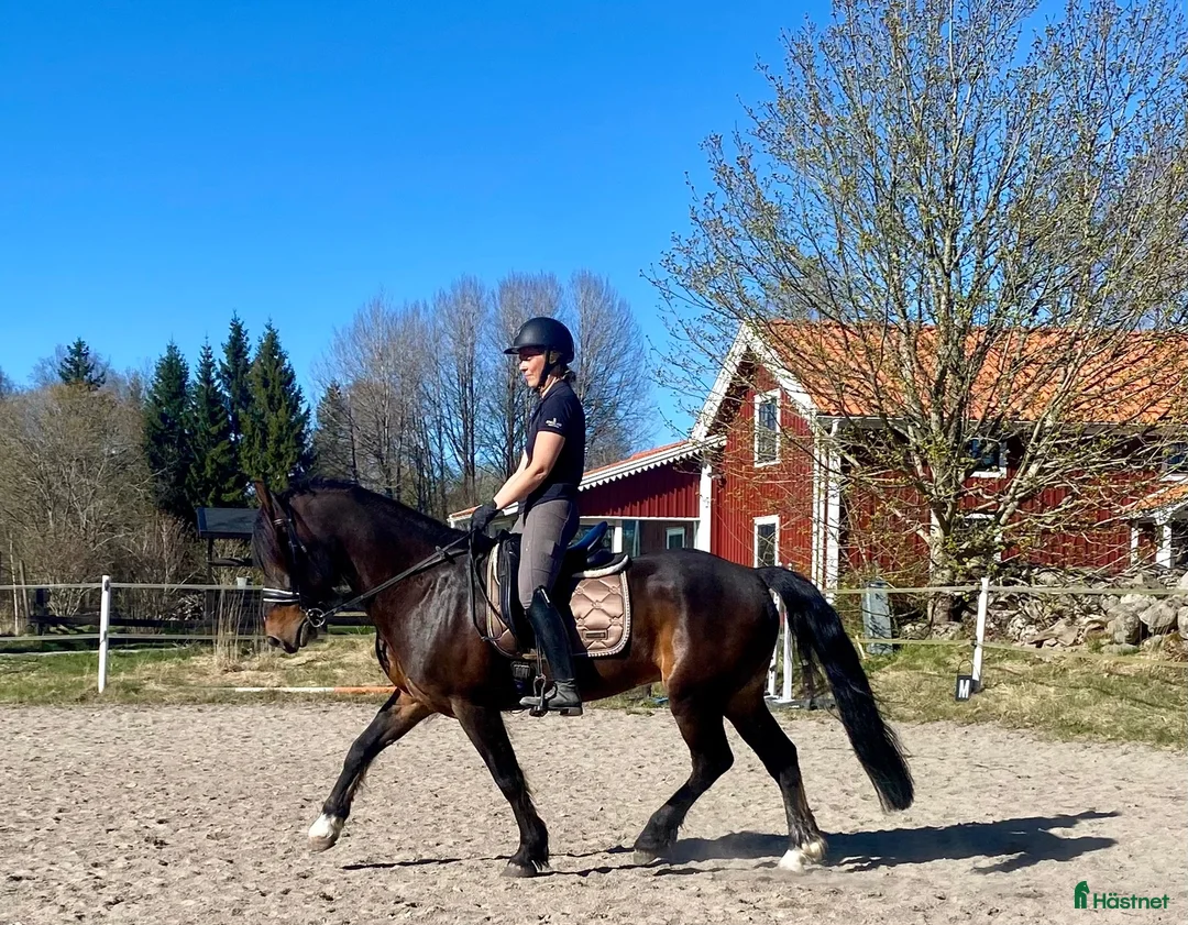  medryttarhäst finnes: Medryttare till kallblodstravar valack sökes  i Växjö - Annons 1