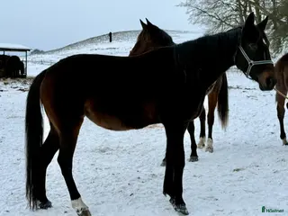 Trav hästar till salu: Bellatrix Club i Blentarp - Annons 1