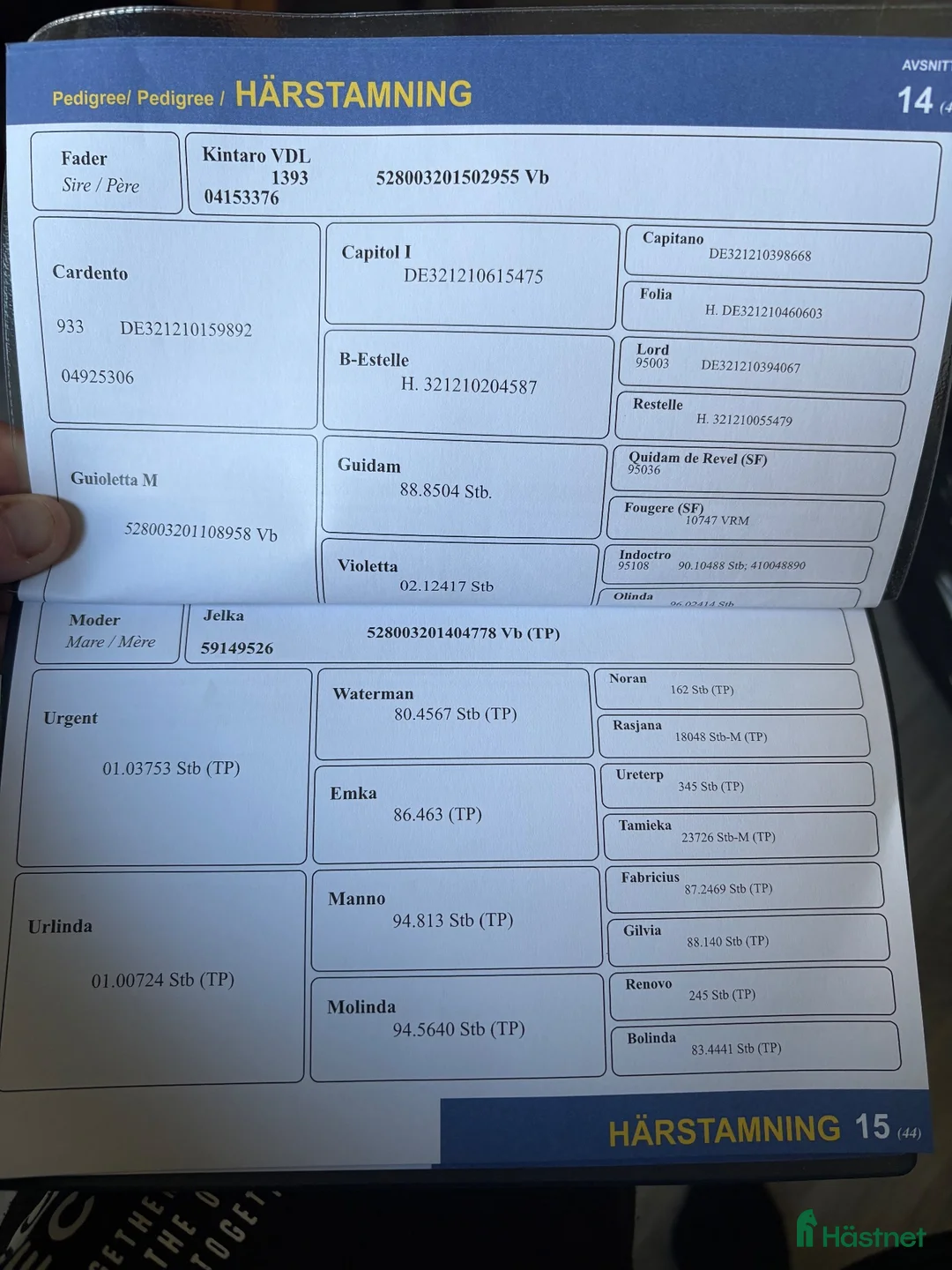 Hoppning hästar till salu: Trevlig 3 årig kille med stort hjärta E Kintaro  - Annons 2