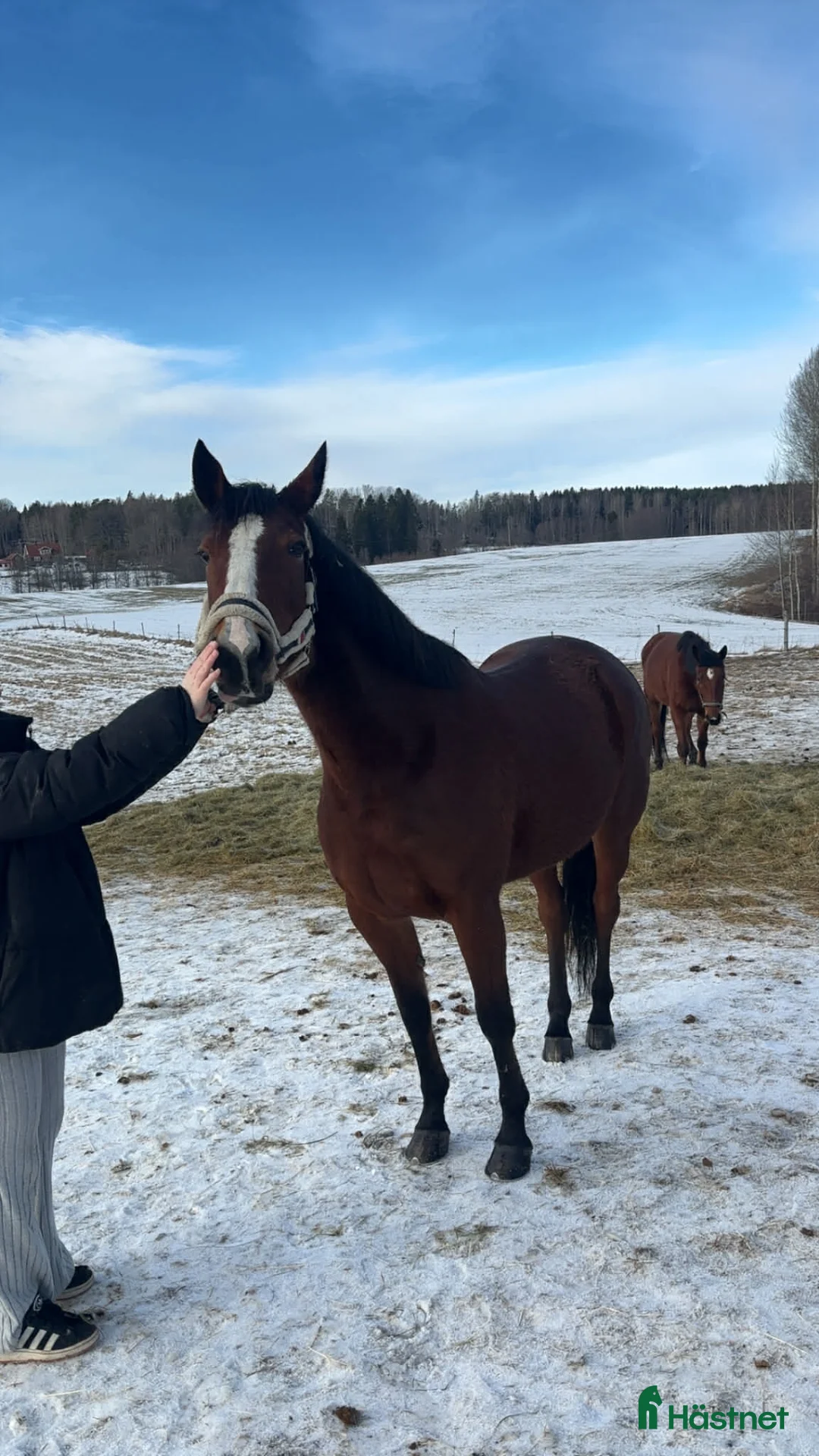 Allround hästar till salu: Rolig ridtravare  - Annons 3