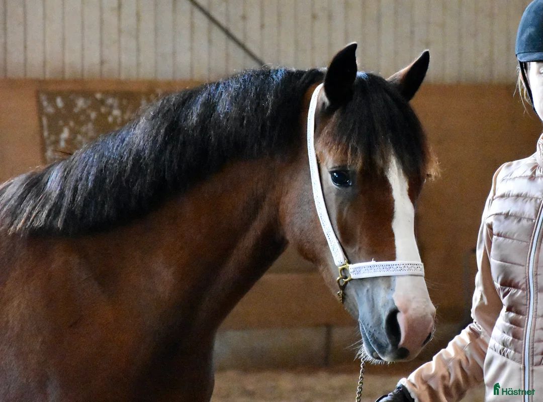 Allround hästar till salu: Femårigt welsh cob sto med framtiden för sig i Partille - Annons 6