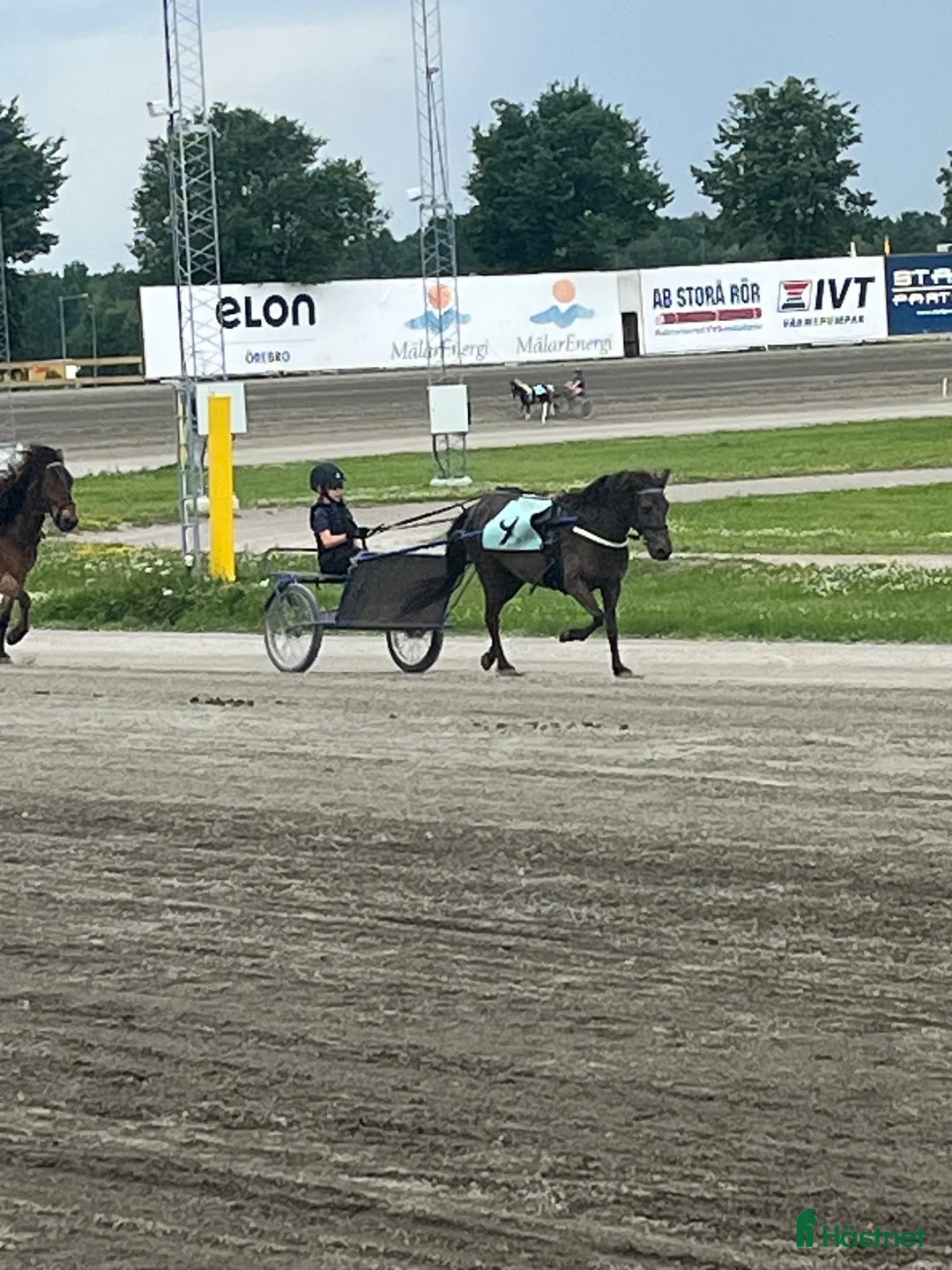 Trav hästar sökes: Gotlandsruss med travstam i Nora - Annons 1