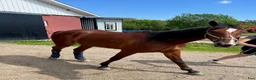 Sällskap hästar till salu: Sällskapshäst/Ridhäst - Annons 3