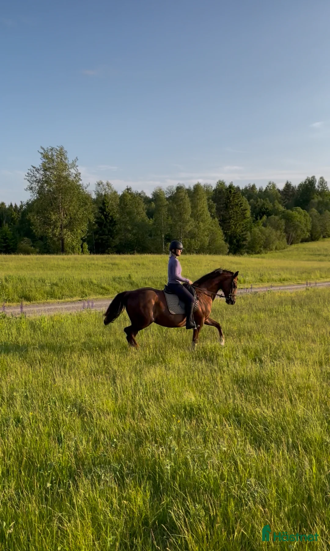 Avelshästar hästar till salu: Sto e: Total Hope till avel/promenad - Annons 9
