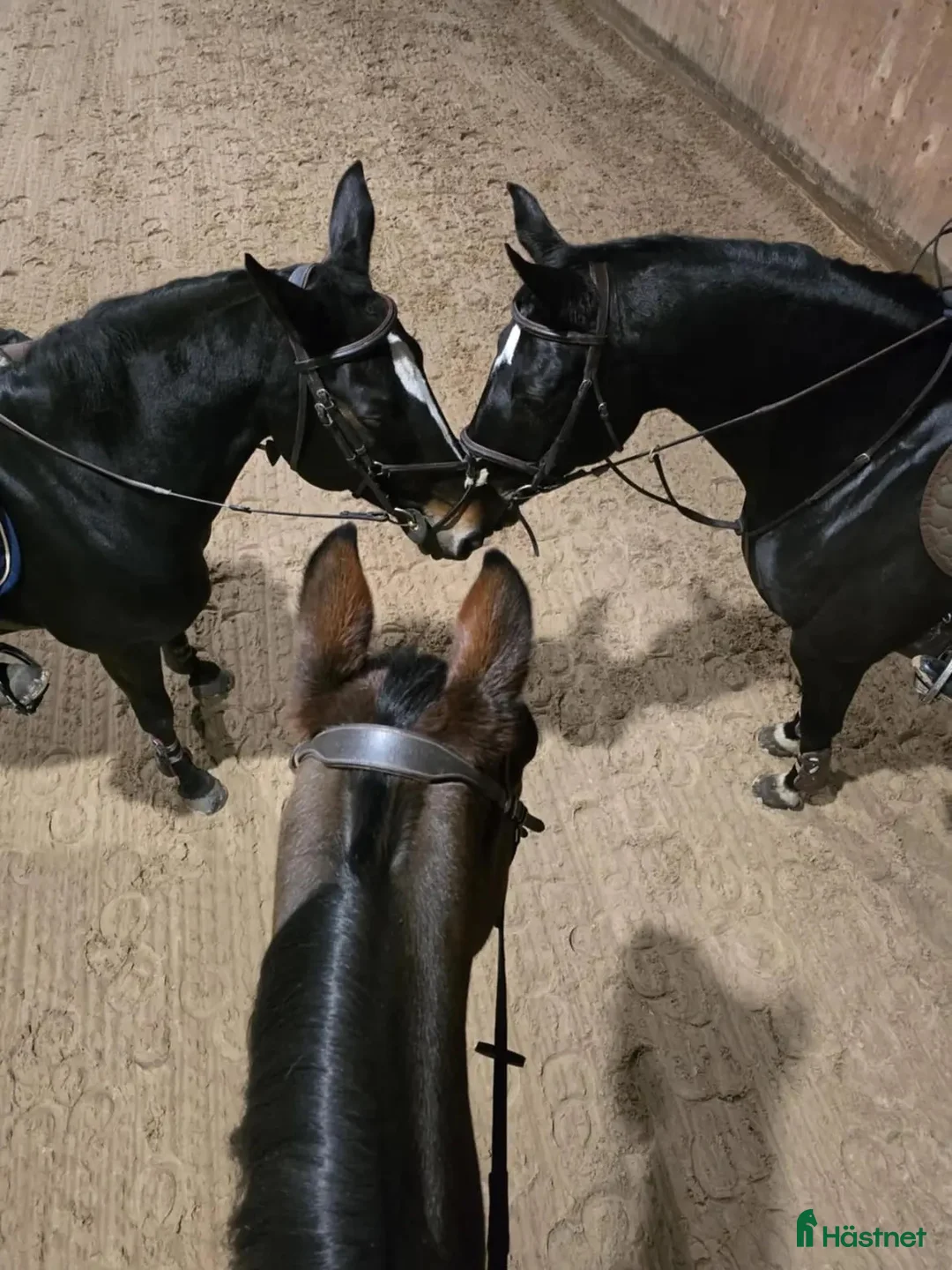  stallplats finnes: Vi har tre boxplatser lediga from 1 mars😊 i Vellinge - Annons 14