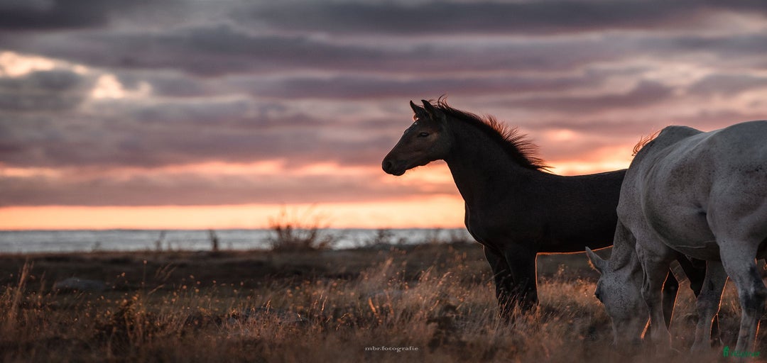 Galleribild {{count}}