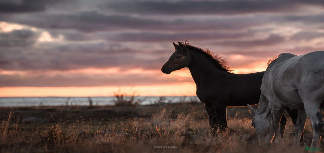 Galleribild {{count}}