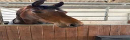 Hoppning hästar till salu: Fineste holsteinerstoet för avel – säljes/bytes - Annons 4
