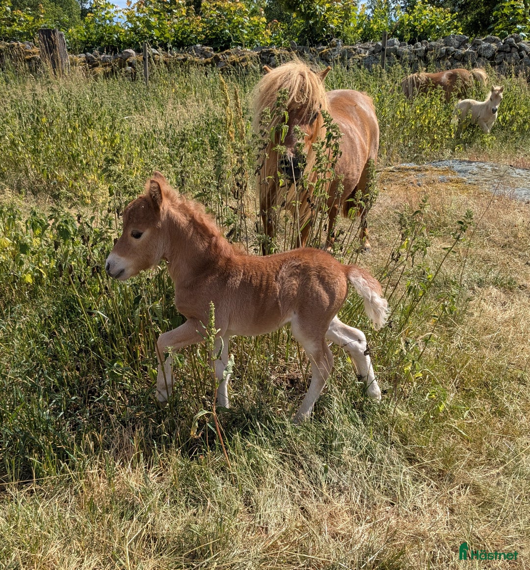 Avel hästar till salu: Minishetland  i Holmsjö - Bild 10