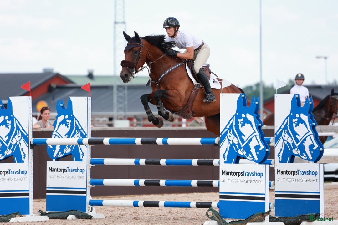 Avelshästar hästar till salu: Dräktigt hoppsto med meriterat möderne i Mölnbo - Annons 2