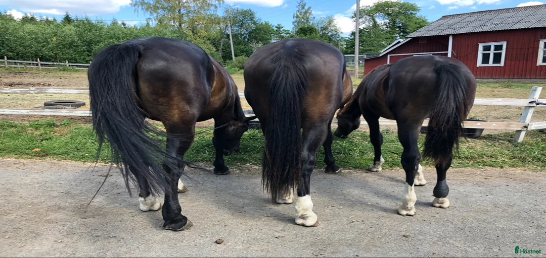 Galleribild {{count}}