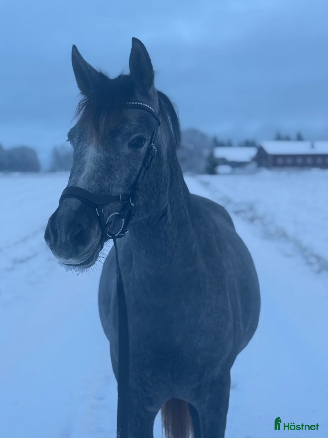 Allround hästar till salu: 4-årig Welsh Partbred med härlig inställning - Annons 3