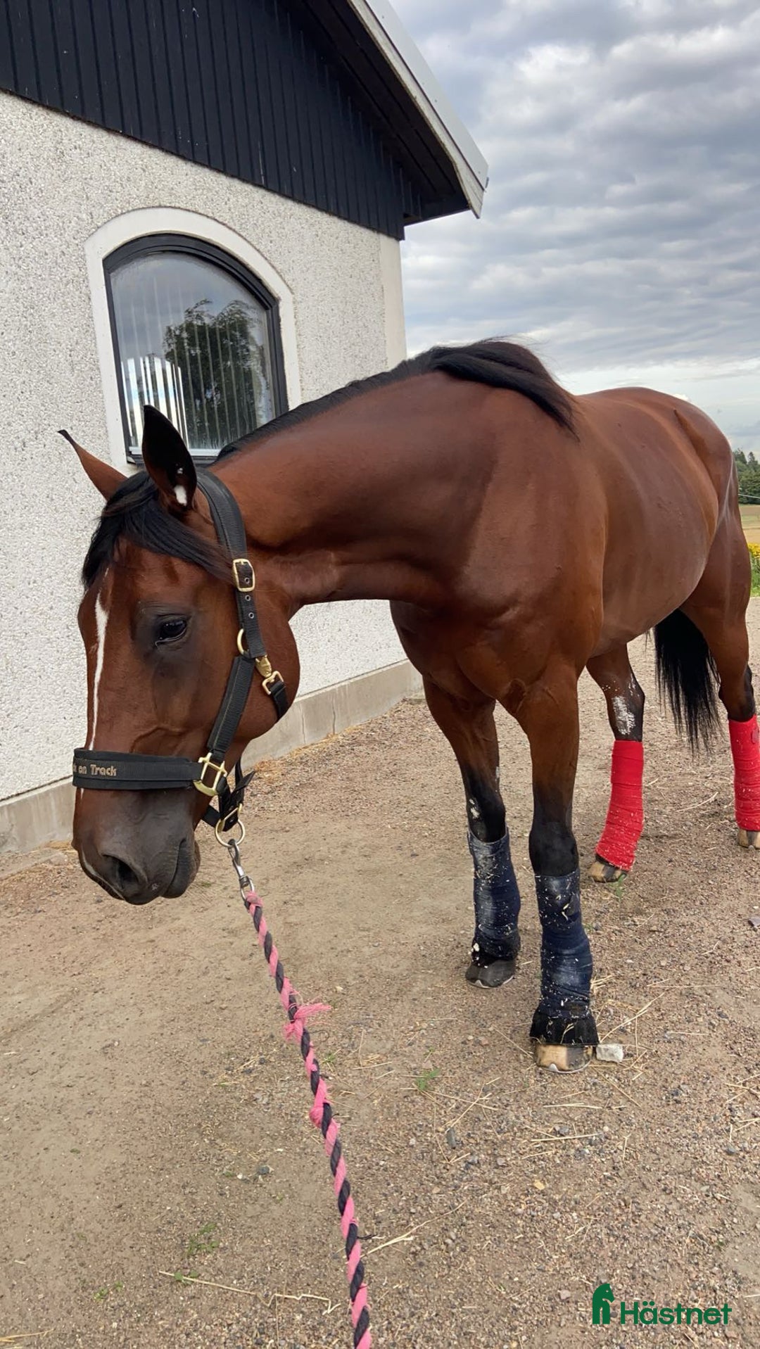 Allround hästar till salu: En fantastisk vän  i Blentarp - Annons 7