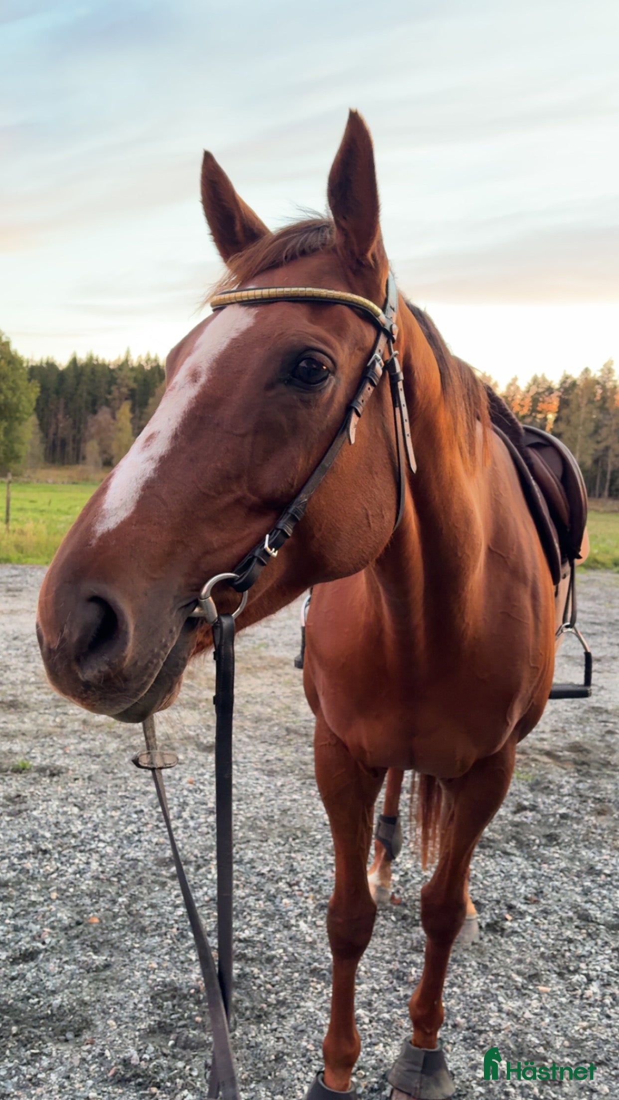  hästar Världens finaste Häst. i Sandhult - Annons 11