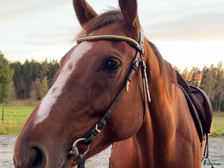 hästar Världens finaste Häst. i Sandhult - Annons 15