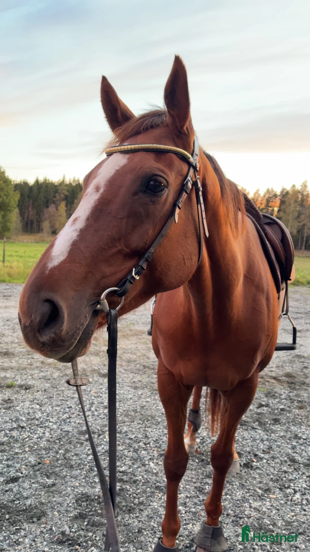 Allround hästar till salu: Världens finaste Häst. i Sandhult - Annons 1