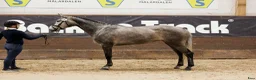 Dressyr hästar till salu: 5 årig dubbeltalang - Annons 4