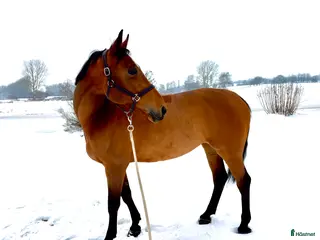 hästar Fin 8-åring - Annons 6