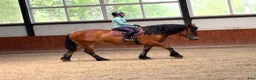 Allround hästar till salu: Kind 4yo mare for hobby - Annons 4
