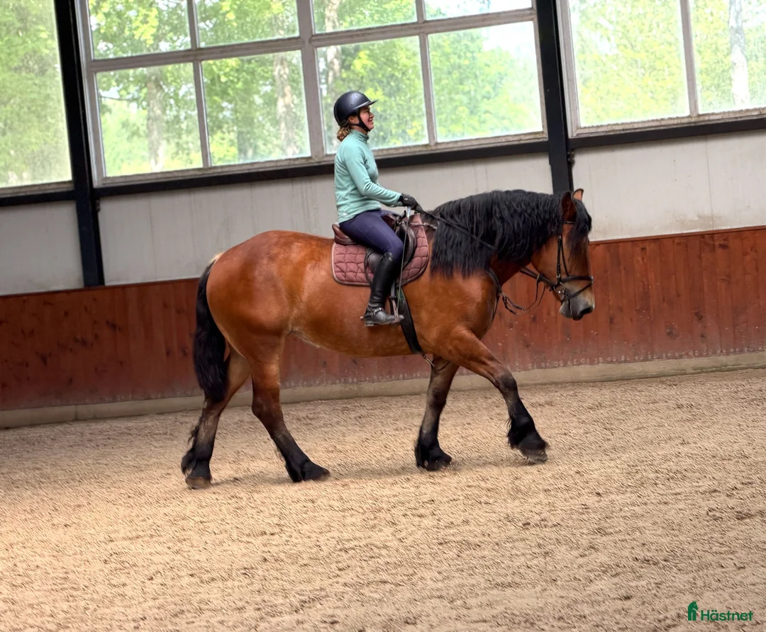 Allround hästar till salu: Kind 4yo mare for hobby - Annons 4